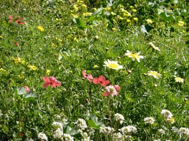 Spring Flowers